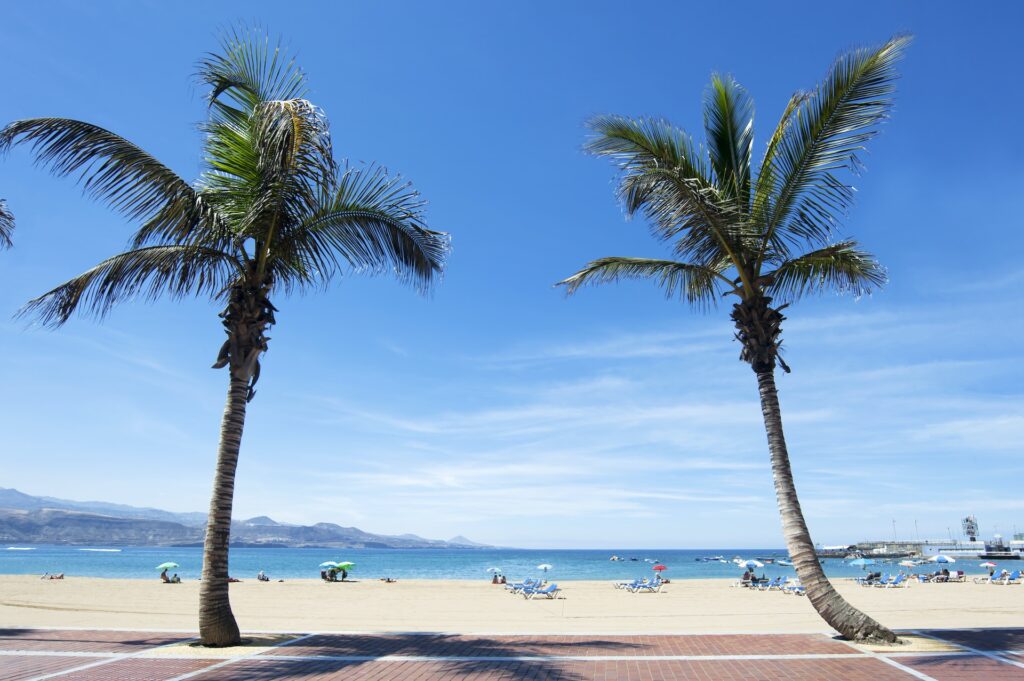 Las Palmas palm trees