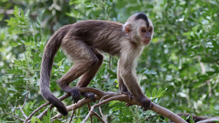 capuchin monkey tail