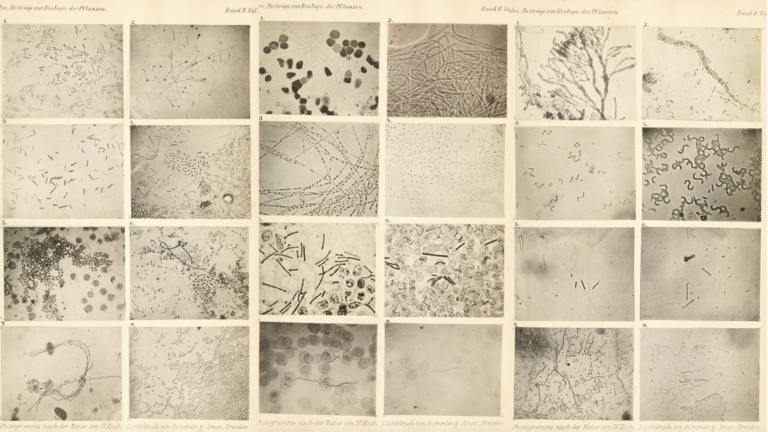 first bacteria images