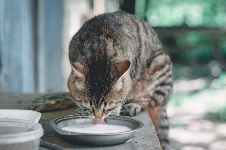 cat drinking milk outside