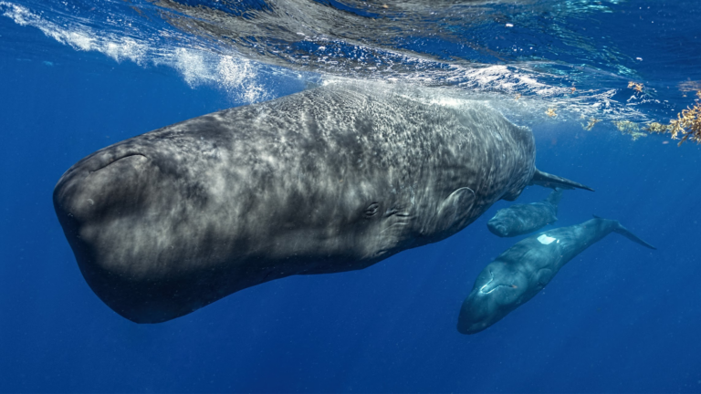 sperm whale pod