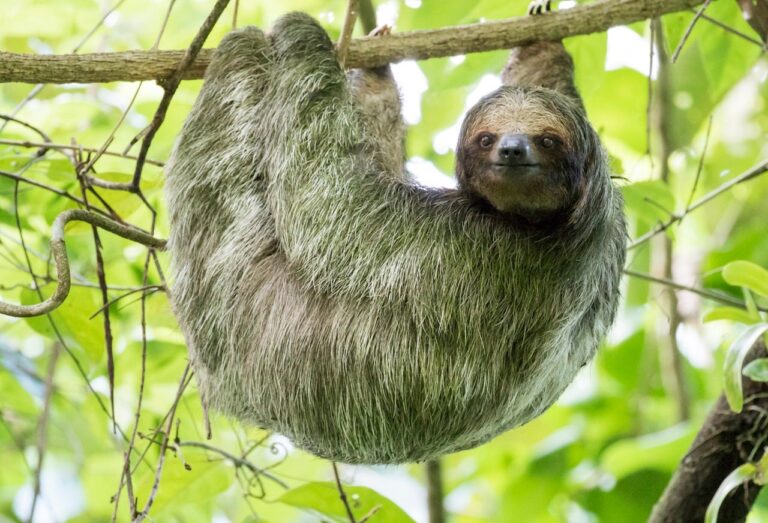 three toed sloth