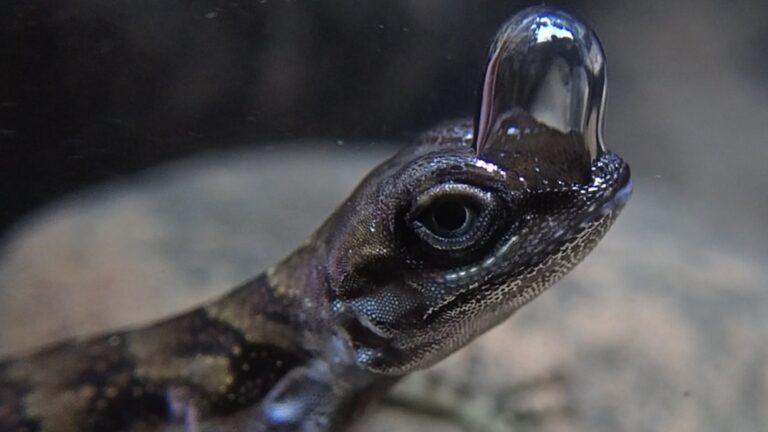 Water Anole Bubble