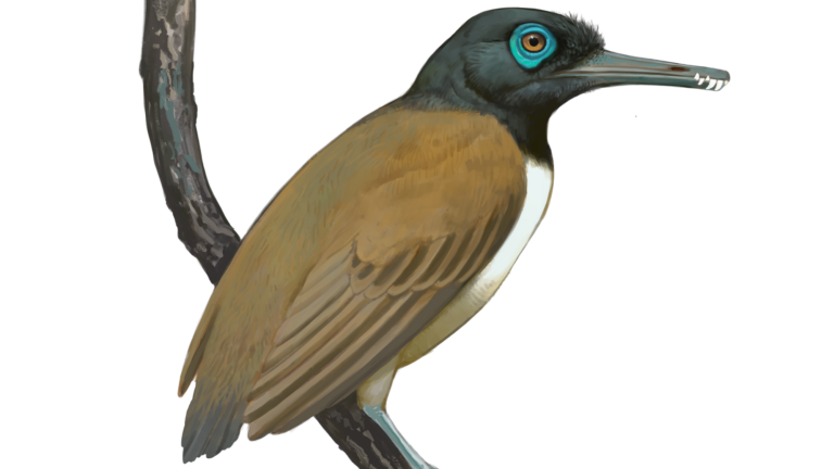 longipteryx illustration