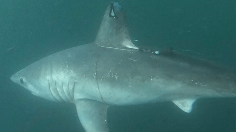 porbeagle shark