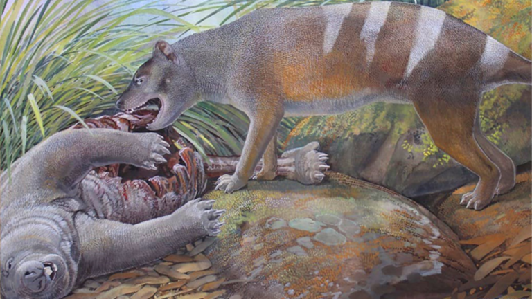 tasmanian tiger eating