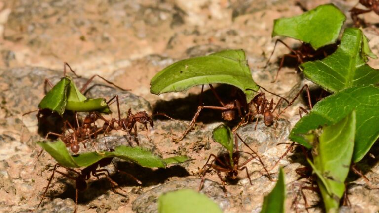 Leafcutter Ant