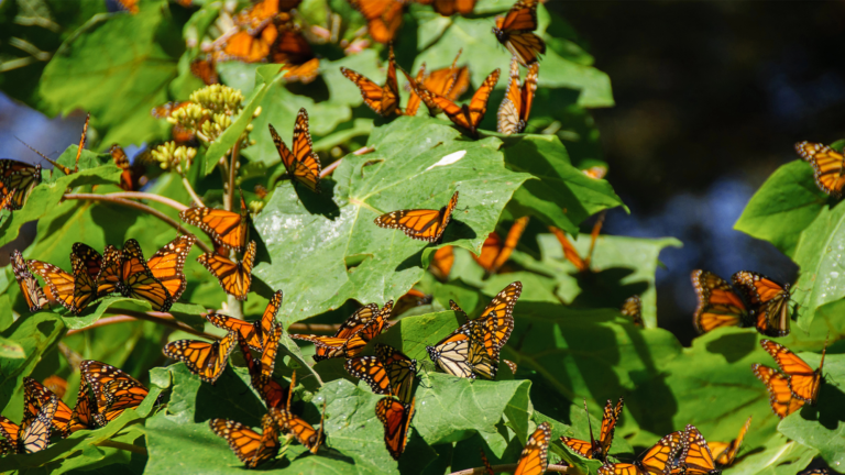 monarch butterfly group