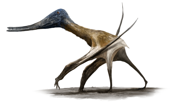 pterosaur walking