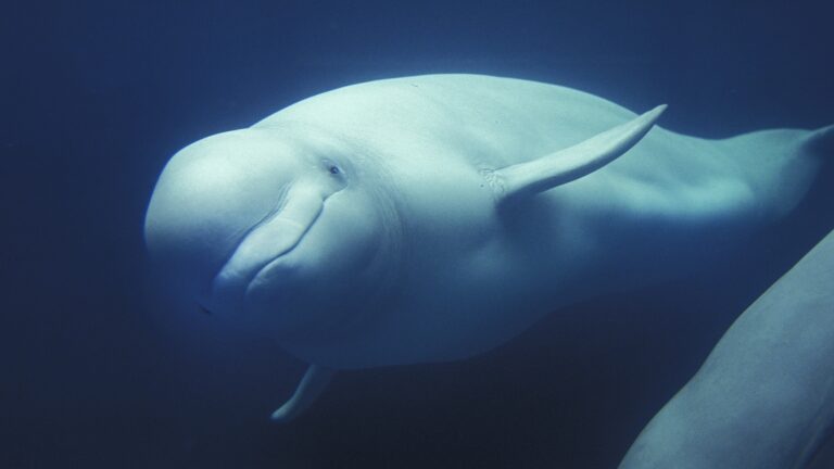 Beluga Whale