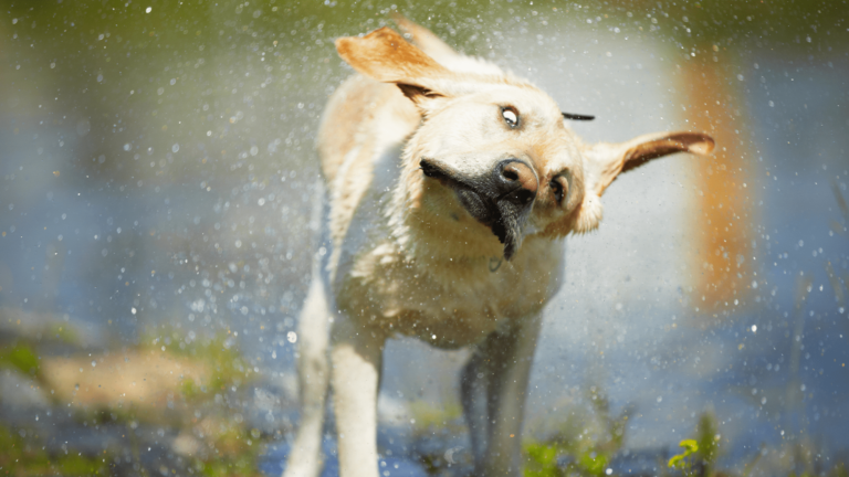 wet dog shakes