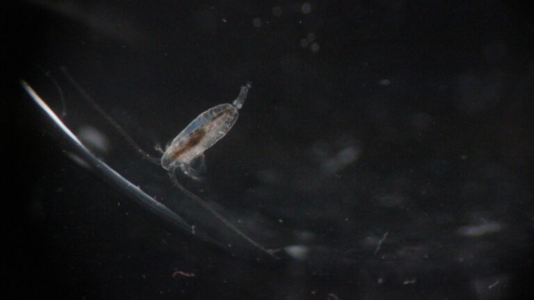 adult female zooplankton