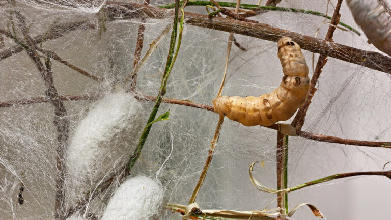 silk worm