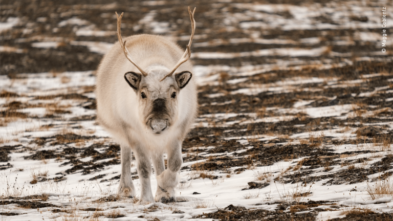 svalbard reindeer lead