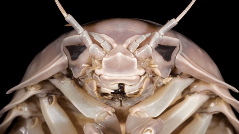 bathynomus vaderi head