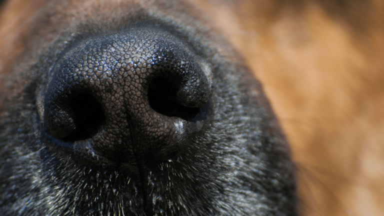 dog nose