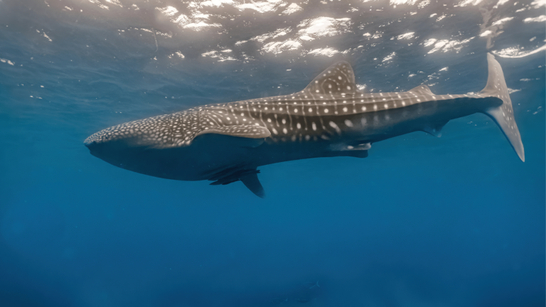 whale shark