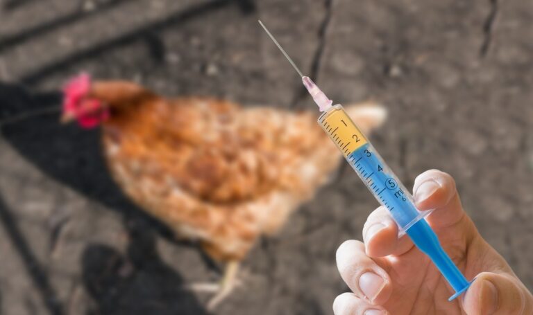 chicken vaccine