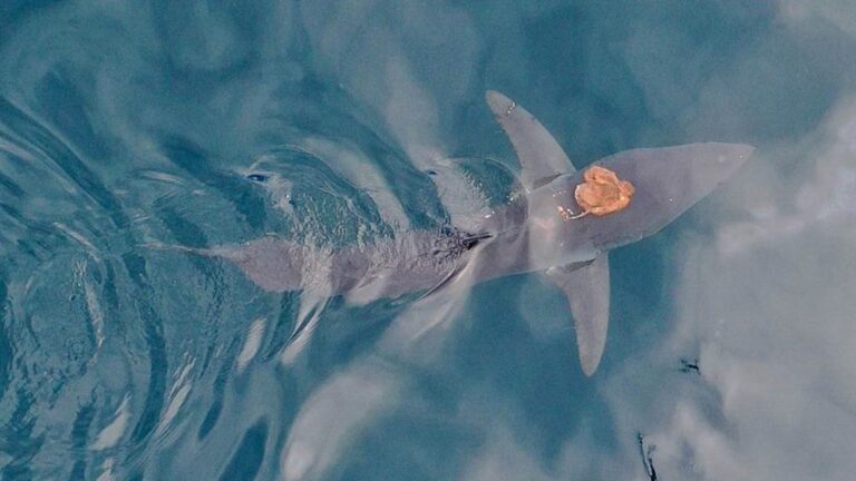 Sharktopus