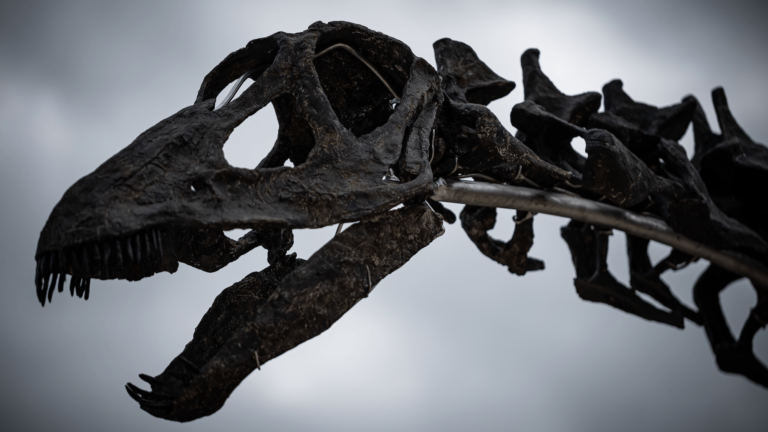 dinosaur bones extinction