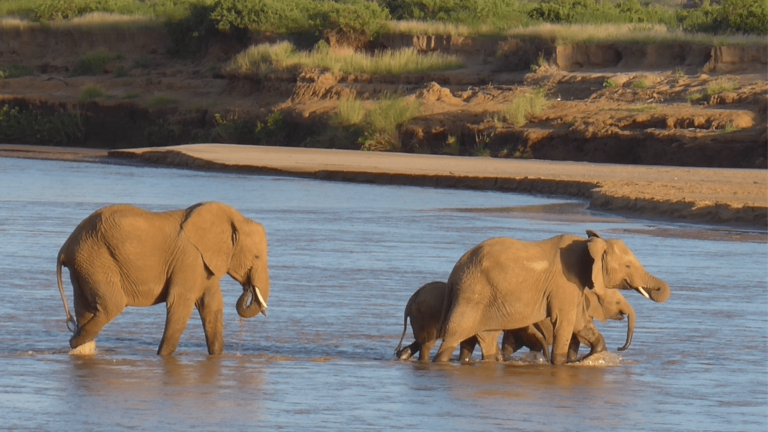 elephants cross river
