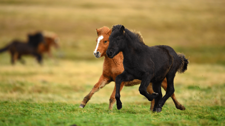 horses running