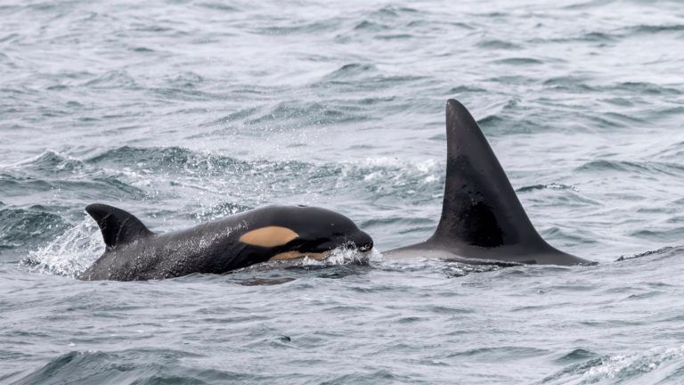 new orca calf