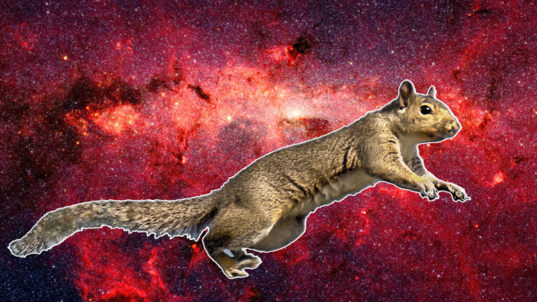 space squirrel