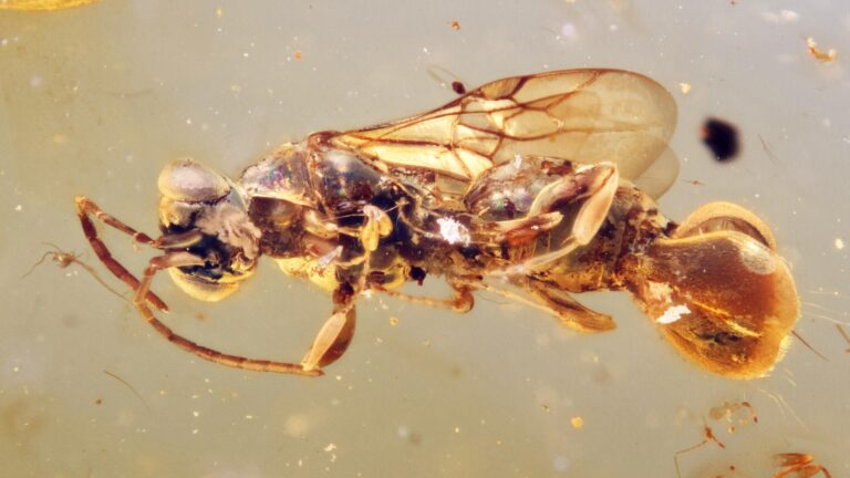venus flytrap wasp 1