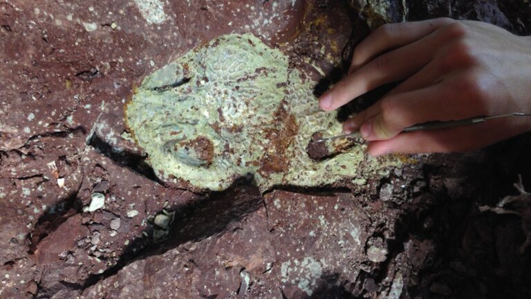 Ancient Amphibians