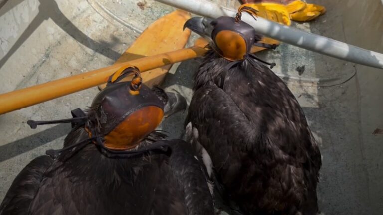 Bald Eagles Canoe