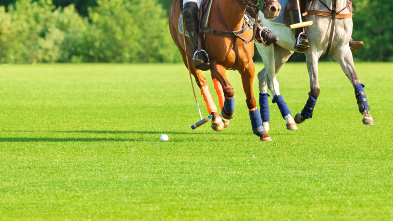 Polo Horses 1