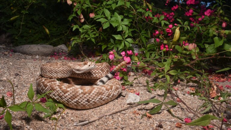 Rattlesnake Gulf California