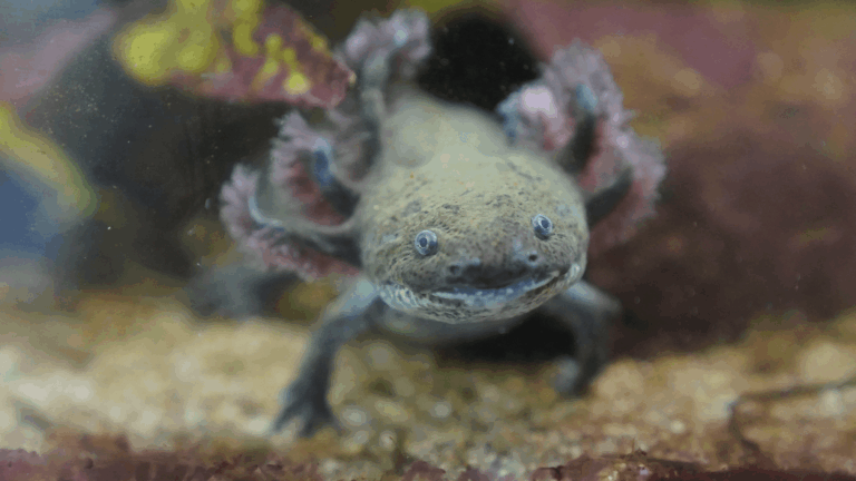 axolotl