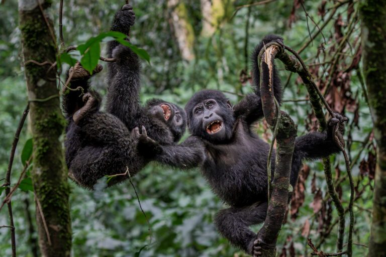babygorillas