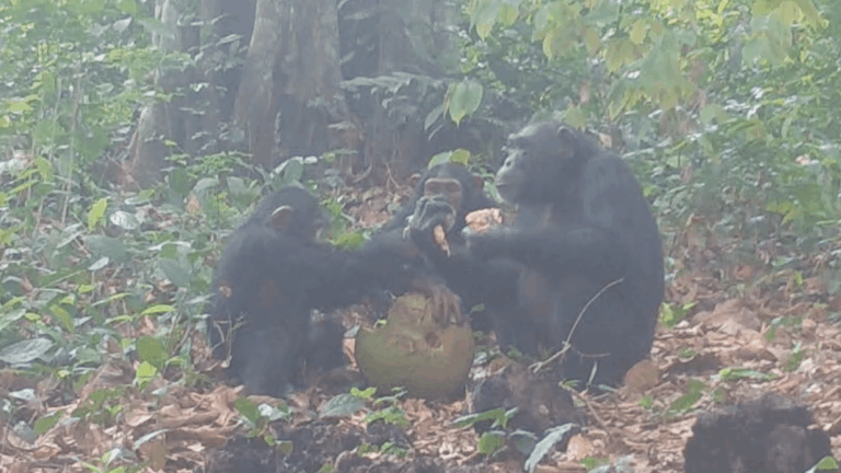 chimpanzees share fruit