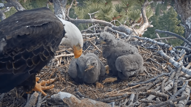 eagle chicks