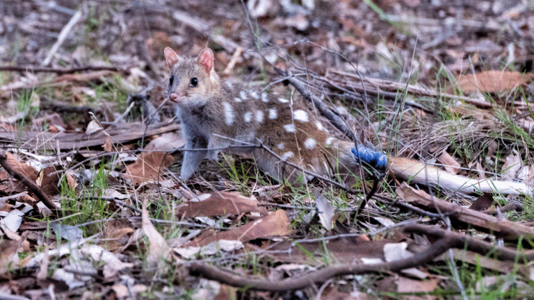 eastern quoll australia