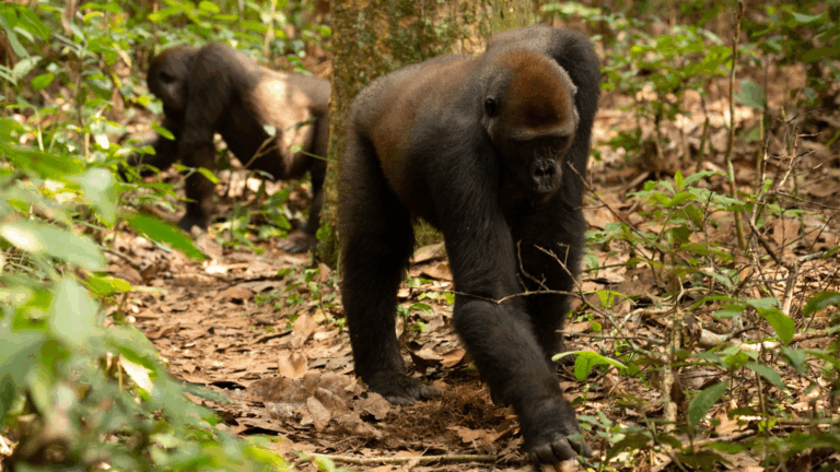 gorillas foraging