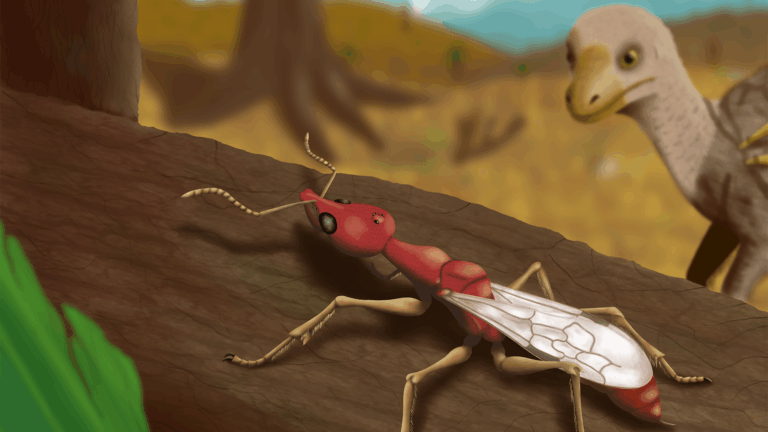 hell ant reconstruction
