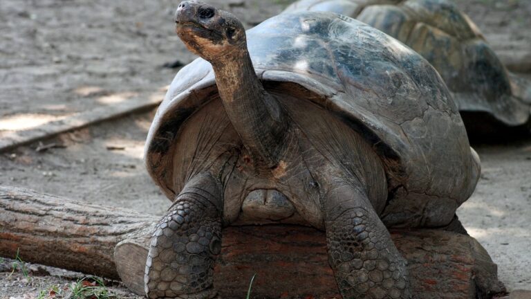 mommy tortoise