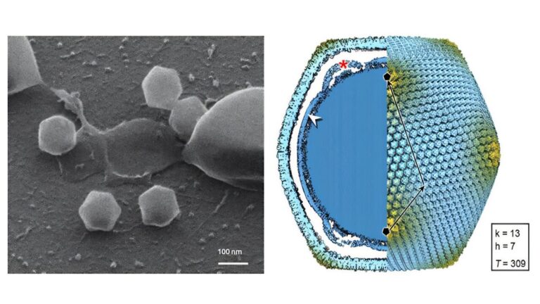 new giant virus isolat