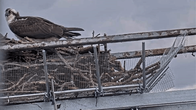 osprey steel nest