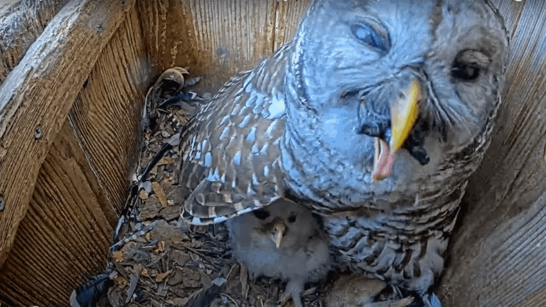 owl eating turtle