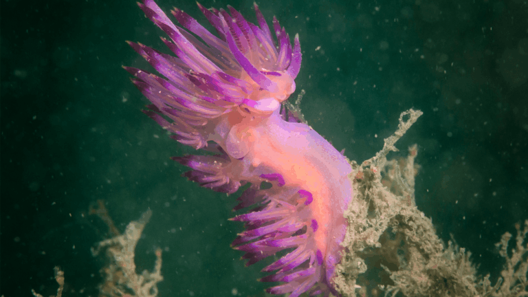 sea slug purple