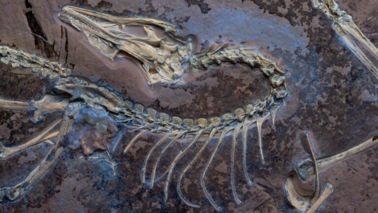 Archaeopteryx Feathers