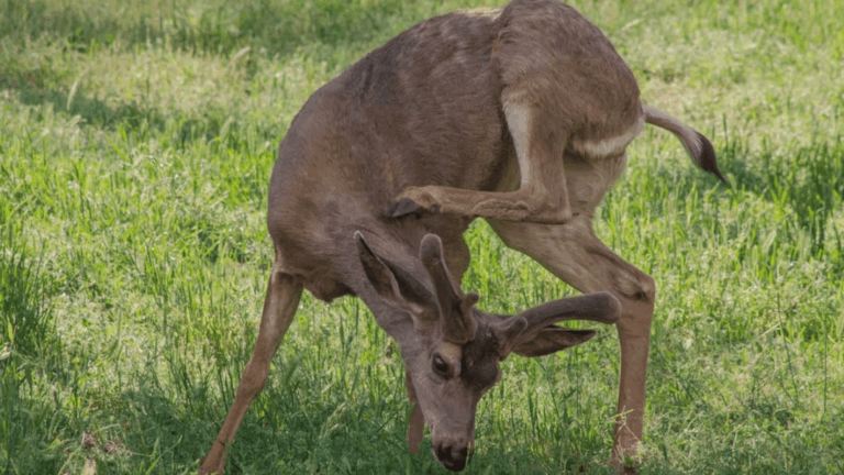 Mule Deer Scratching