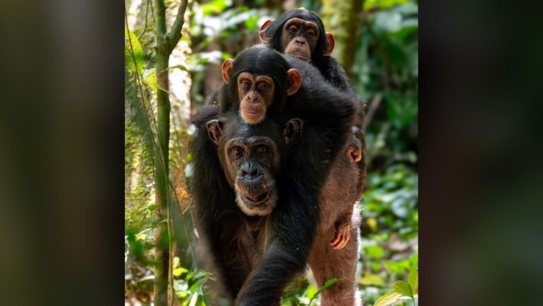 chimp twins