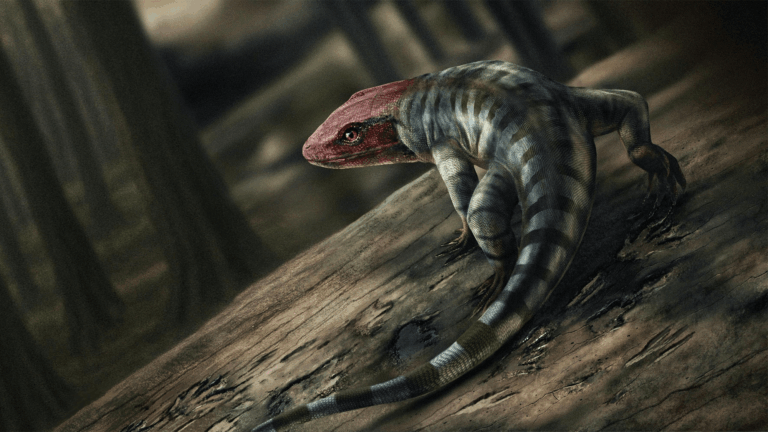 early reptile