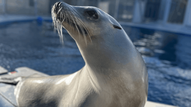 ronan sea lion